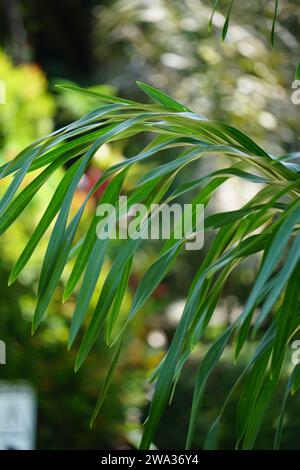 Grammatophyllum speciosum (auch Riesenorchidee, Tigerorchidee, Zuckerrohrorchidee, Königin der Orchideen, anggrek tebu genannt) auf dem Baum. Stockfoto