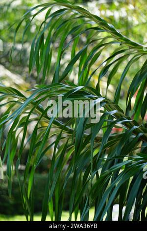 Grammatophyllum speciosum (auch Riesenorchidee, Tigerorchidee, Zuckerrohrorchidee, Königin der Orchideen, anggrek tebu genannt) auf dem Baum. Stockfoto