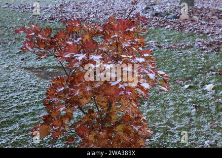 Ein japanischer Ahornbaum des Herbstmondes mit orangefarbenen und roten Blättern, bedeckt mit einem leichten Schneefall an Halloween in Trevor, Wisconsin, USA Stockfoto