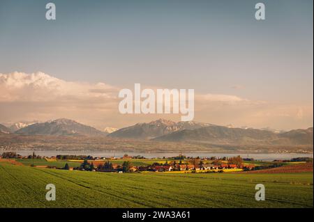 Frühlingsweizenfelder im Kanton Waadt, Schweiz, Blick auf den Genfer See und die französischen Alpen Stockfoto