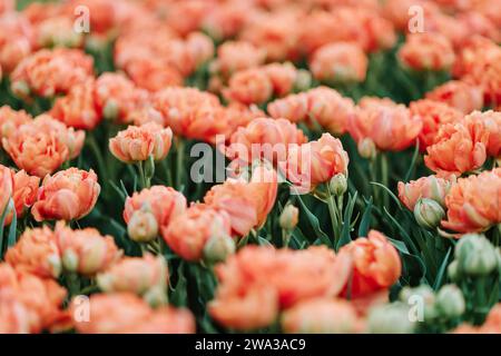 Schöne und zarte lachsfarbene Tulpen im Frühlingsgarten Stockfoto