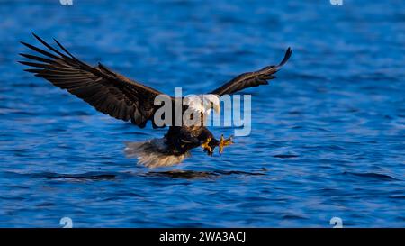 Weißkopfseeadler (Haliaeetus leucocephalus), der Fische fängt Stockfoto