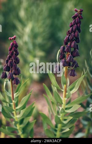 Die persische Fritillerie (Fritillaria persica) Stockfoto