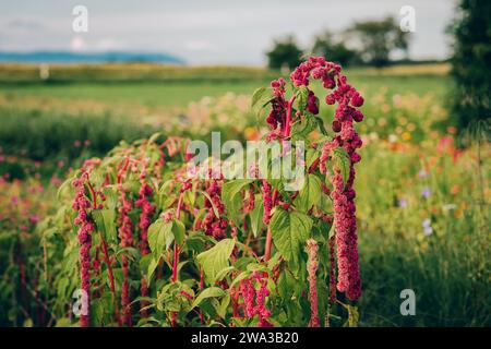 Rote Amaranthus-Blüten wachsen im Herbstgarten Stockfoto