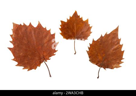 Herbstblatt mit gezacktem Rand isoliert auf weiß. Herbstsaison trockenes braunes Laub. Sammlung von drei Blättern unterschiedlicher Größe aus einem Baum Stockfoto