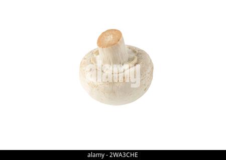 Agaricus bisporus unreifer Fruchtkörper. Weißer Champignon-Pilzknopf isoliert auf weiß. Stockfoto