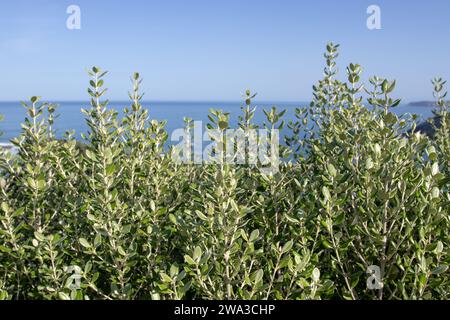 Eisenbaum-neues Wachstum auf dem verschwommenen Meeresgrund. Metrosideros excelsa, neuseeländische Weihnachtsbaumpflanzen. Junge Vegetation mit silbrigen Blättern. Stockfoto