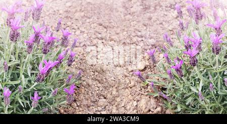 Spanischer Lavendel oder lavandula stoechas auf der trockenen Erde horizontales Banner mit Kopierraum. Französische oder bedeckte Lavendelblüte. Frühling violett Stockfoto