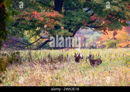 Zwei Hirschböcke (Odocoileus virginianus), die auf einem Sojabohnenfeld laufen, horizontal Stockfoto