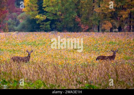 Zwei Hirschböcke (Odocoileus virginianus) stehen im September auf einem Sojabohnenfeld, horizontal Stockfoto