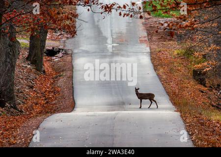 Hirschbock (Odocoileus virginianus), der auf einer Straße in Wisconsin steht, horizontal Stockfoto