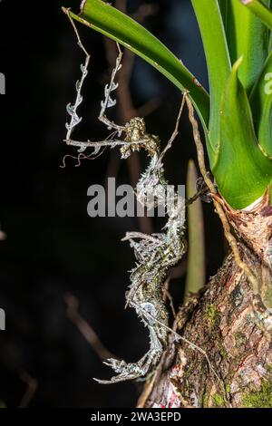 Drachenstab-Käfer gut getarnt Stockfoto