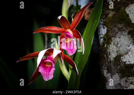 Wilde Orchideen aus Panamas Nebelwald in Blüte Stockfoto