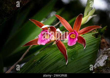 Wilde Orchideen aus Panamas Nebelwald in Blüte Stockfoto