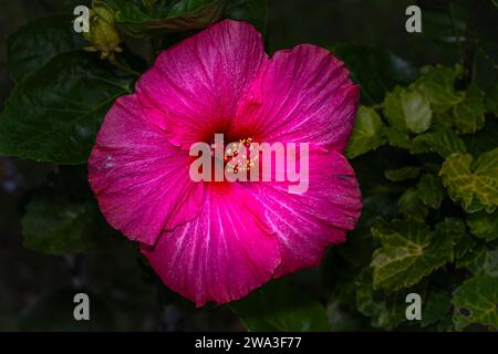 Große rote Hibiskusblüte aus nächster Nähe Stockfoto