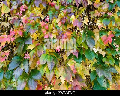 Herbst horizontale Postkarte mit Blättern - horizontale Herbstpostkarte, horizontale Hintergrundbild Stockfoto