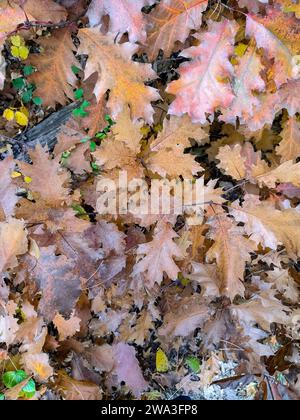 Herbstlaub vertikal auf dem Boden - vertikale Herbstpostkarte, vertikale Tapete Stockfoto