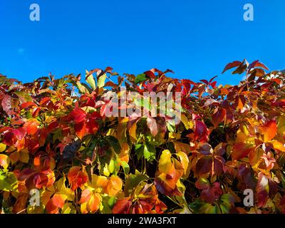 Bunte Herbstblätter vor dem blauen Himmel - horizontale Herbstpostkarte, horizontale Tapete Stockfoto