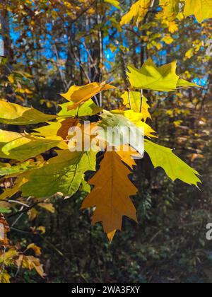 Bunte Blätter in den Sonnenstrahlen vertikal - vertikale Herbstpostkarte, vertikale Tapete Stockfoto