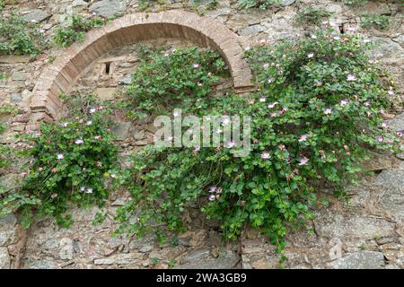 Blühende Kapernpflanzen (Capparis spinosa), eine ausdauernde Pflanze mit essbaren Blütenknospen (Kapernblüten) und Früchten (Kapernbeeren), Toskana, Italien Stockfoto