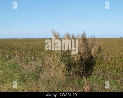 Wildes Zuckerrohr (Saccharum spontaneum), das an den Ufern der Everglades wächst. Stockfoto