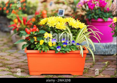 Bunte Chrysanthemen in Töpfen im Blumenladen Stockfoto