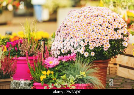 Bunte Chrysanthemen in Töpfen im Blumenladen Stockfoto