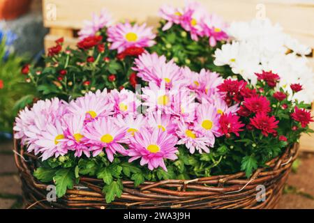 Bunte Chrysanthemen in Töpfen im Blumenladen Stockfoto