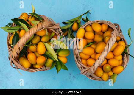 Frische, biologische Kumquat-Früchte in einem Korb auf blauem Hintergrund. Stockfoto