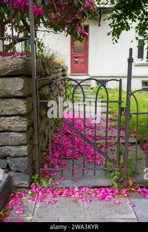 Gefallene rote Rhododendron-Blütenblätter, die im Sommer n. chr. in der Nähe einer Steinmauer und eines eisernen Tors auf einem Schiefersteingang in Bergen, Norwegen, gefunden wurden Stockfoto