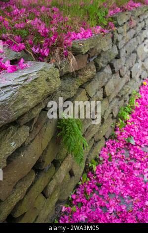 Gefallene rote Rhododendron-Blütenblätter, die in der Nähe einer Steinmauer auf einem Schiefersteingang in Bergen, Norwegen, am Sommernachmittag gefunden wurden. Stockfoto