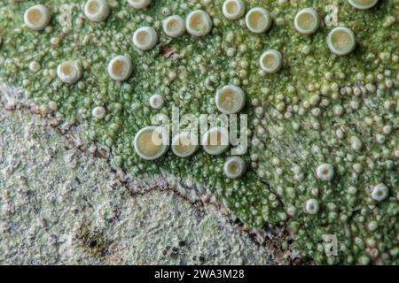 Ein hochauflösendes Makrobild von Krustosenflechte mit Fruchtkörperchen wächst auf Baumrinde in den Santa Cruz Mountains in Kalifornien. Stockfoto