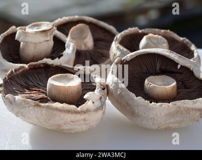 Organische Pilze Portobello Ober- und Unterseite Sporen, Kappen und Stiele über. Frisch Gesundes Raw Bereit Zum Kochen Portobello Pilze, Flat Mushro Stockfoto