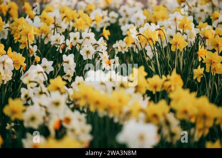 Verschiedene Arten von weißen und gelben Narzissen blühen im Frühlingspark Stockfoto