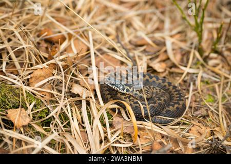 Wilde Vipera berus, braunes, recht junges Tier, weiblich, im Gras des letzten Jahres zusammengerollt liegend, Naturschutzgebiet Pietzmoor, Lüneburg Stockfoto