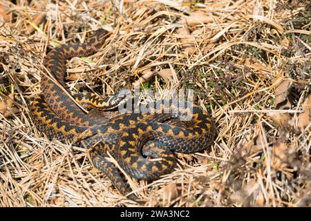 Zwei wilde gemeinsame europäische Vipern (Vipera berus), braune, erwachsene Tiere, Weibchen, liegend und kuschelnd gut getarnt in der Sonne zwischen Gras, Herbstle Stockfoto