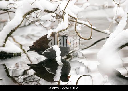 Teichhennen (Gallinula chloropus) am Rand eines verschneiten Teiches, Spiegelbild, schneebedeckte Zweige rundum, Winter, Frost, Bockelsberger Teich Stockfoto