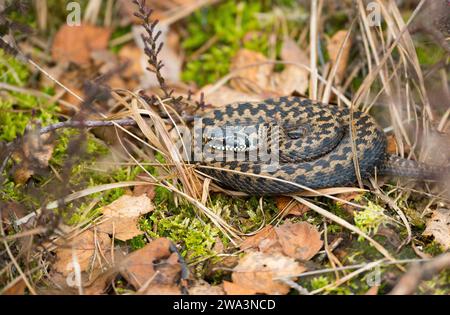 Wilde Viper (Vipera berus), braunes, recht junges Tier, weiblich, eingerollt und gut getarnt zwischen Gras, Moos, gemeiner Heide ( Stockfoto