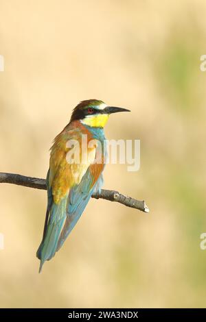 Bienenfresser (Merops apiaster) auf einem Ast sitzend, dorsale Ansicht, Rheinland-Pfalz, Deutschland, Europa Stockfoto