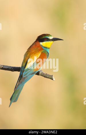 Bienenfresser (Merops apiaster) auf einem Ast sitzend, dorsale Ansicht, Rheinland-Pfalz, Deutschland, Europa Stockfoto