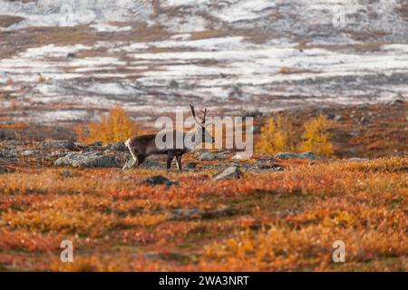 Rentiere in Lappland, Nordschweden im Abisko-Nationalpark. Herbstliche Atmosphäre mit schneebedeckten Berggipfeln Stockfoto