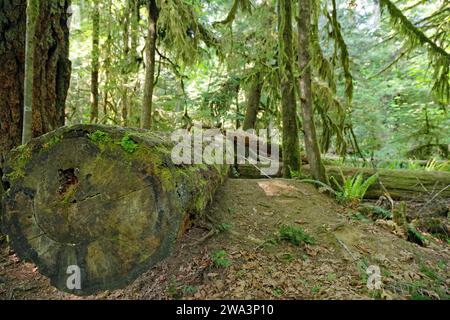 Moosbedeckter Baumstamm einer Douglasie, dichte Bartflechte, Cathedral Grove, Vancouver Island, British Columbia, Kanada, Nordamerika Stockfoto