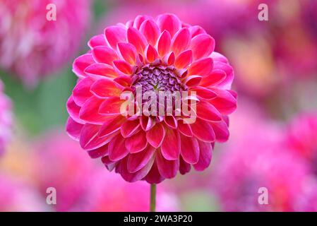 Dekorative Dahlien (Dahlia), Sorte Anne-Sophie, Karminrote Blüte, Nordrhein-Westfalen, Deutschland, Europa Stockfoto