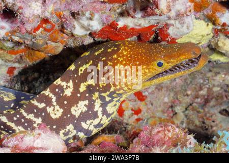 Fangtooth Moray (Enchelycore anatina), Pasito Blanco Reef Tauchplatz, Arguineguin, Gran Canaria, Spanien, Atlantik, Europa Stockfoto