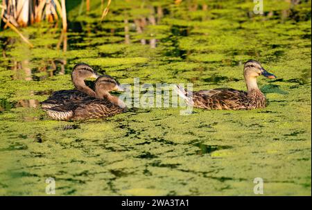 Eine Frau Mallard mit ihren beiden Jungtieren, die im Sommer in einem mit Entengras bedeckten Teich schwimmen. Nahansicht. Stockfoto