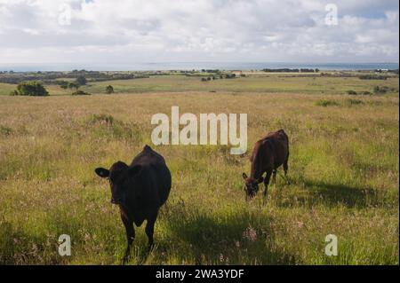 Zwei Kühe in einer ländlichen Ackerlandszene Stockfoto