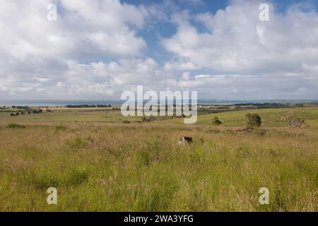 Farmland an der Great Ocean Road, Portland, Victoria, Australien Stockfoto