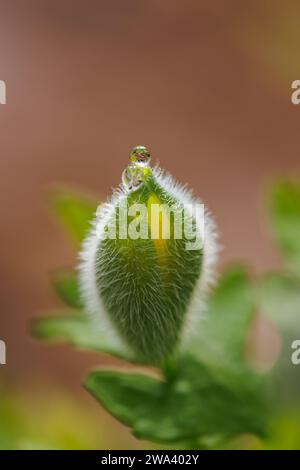 Eine Blüte des Waldmohns (Stylophorum diphyllum) öffnet ihre Blütenblätter in einem Hinterhofwald in Halifax, Nova Scotia, Kanada. Stockfoto