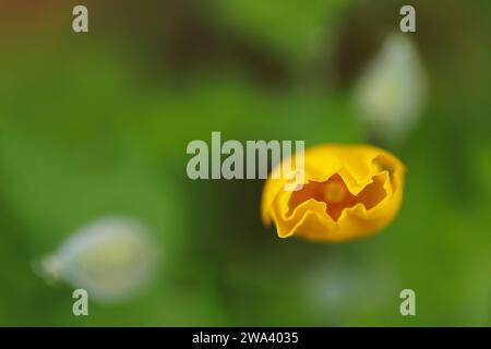 Eine Blüte des Waldmohns (Stylophorum diphyllum) öffnet ihre Blütenblätter in einem Hinterhofwald in Halifax, Nova Scotia, Kanada. Stockfoto