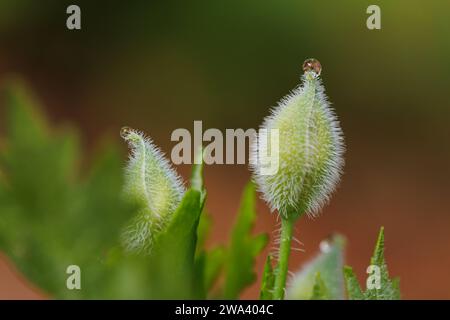 Eine Blüte des Waldmohns (Stylophorum diphyllum) öffnet ihre Blütenblätter in einem Hinterhofwald in Halifax, Nova Scotia, Kanada. Stockfoto